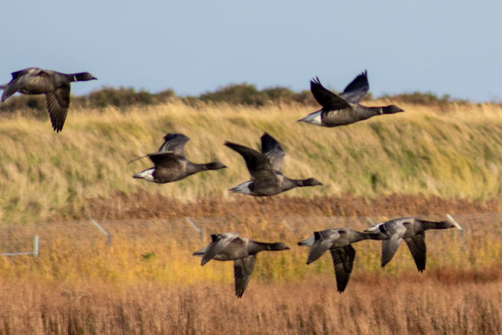 Brant Goose (Branta bernicla) In flight